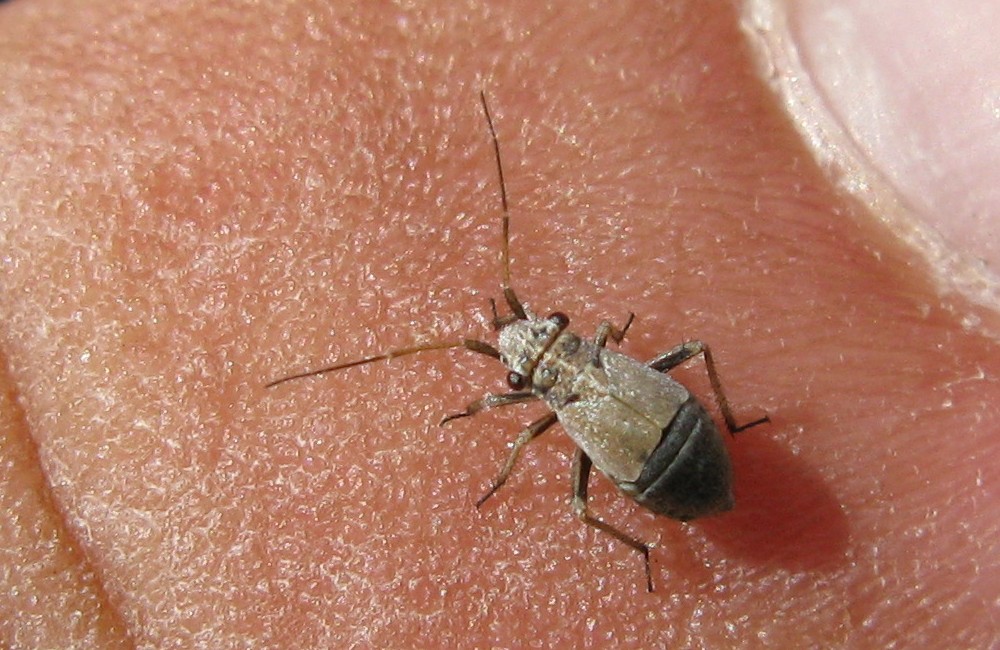 Miridae: Dimorphocoris tomasii, specie endemica italiana